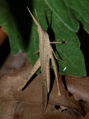 Machaeridia conspersa