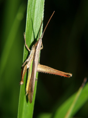 Orthochtha dasycnemis