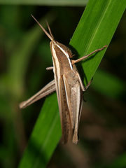Cohembia acuta