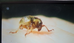 Eubrychius velutus