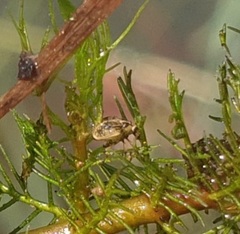 Eubrychius velutus