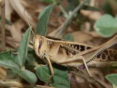 Cyathosternum prehensile