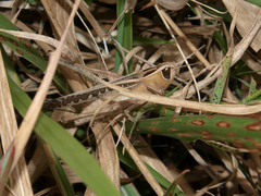 Morphacris fasciata