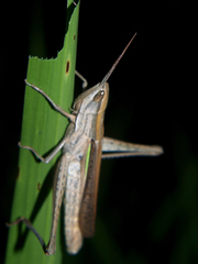 Cohembia acuta