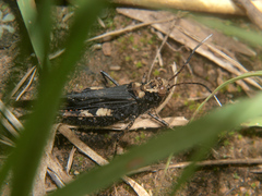 Heteropternis thoracica