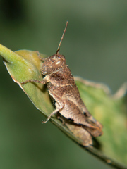 Eucoptacra