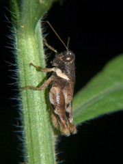 Eucoptacra