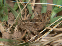 Acrophymus cuspidatus