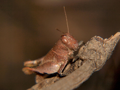 Eucoptacra