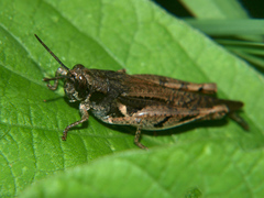 Catantops melanostictus
