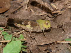 Humbe tenuicornis