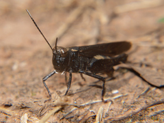 Heteropternis thoracica