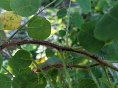 Robinia hispida