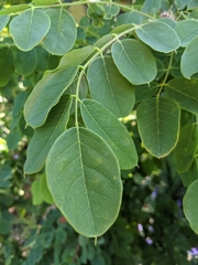 Robinia hispida