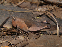 Oxycatantops adustus