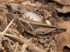 Phaeocatantops solitarius