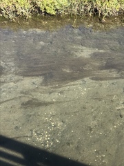 Zostera