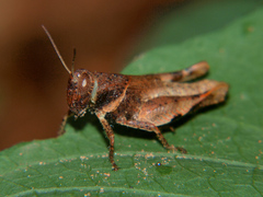 Eucoptacra