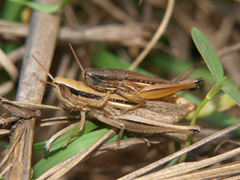 Tristria angolensis