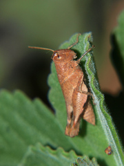 Eucoptacra