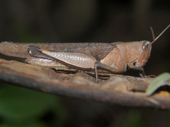 Oxycatantops adustus