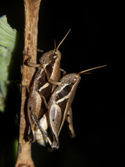 Phaeocatantops solitarius