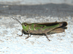 Aiolopus thalassinus