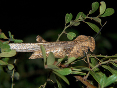 Abisares viridipennis