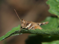Eucoptacra