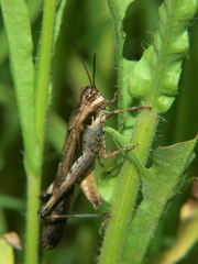 Morphacris fasciata