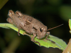 Acrophymus cuspidatus