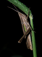 Cohembia acuta