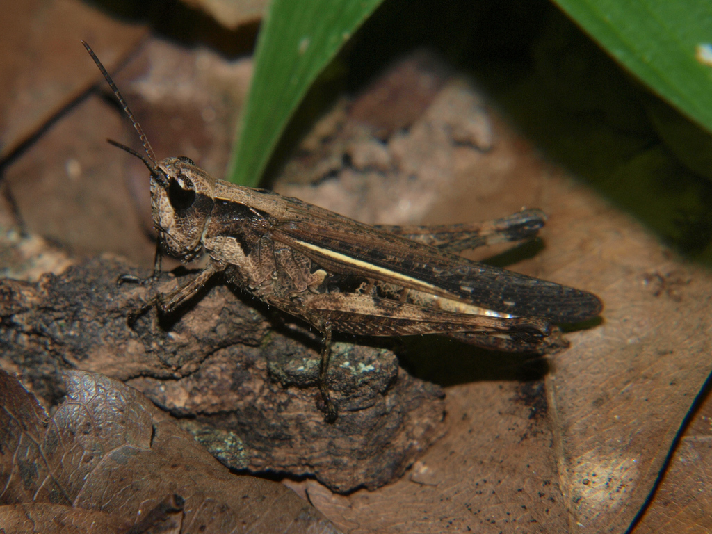 Gymnobothrus lineaalba