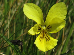Viola lutea sudetica