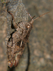 Acrophymus cuspidatus