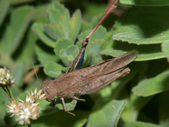 Humbe tenuicornis
