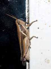 Phaeocatantops solitarius