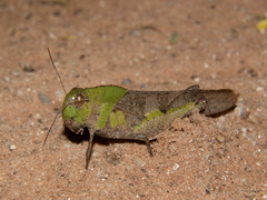 Humbe tenuicornis