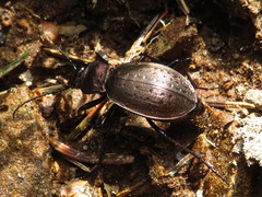 Carabus sylvestris