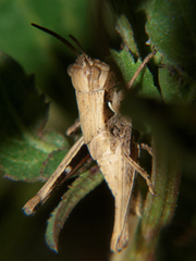Morphacris fasciata