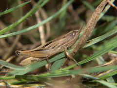 Tristria angolensis