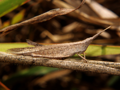 Machaeridia conspersa