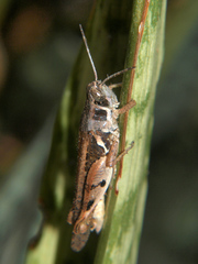 Catantops melanostictus