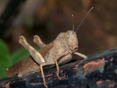 Abisares viridipennis