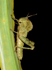 Abisares viridipennis