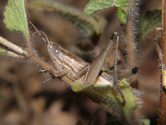 Tristria angolensis