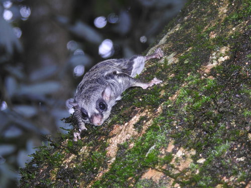 Particolored Flying Squirrel (Hylopetes alboniger) — Least Concern Mammalia