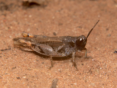Catantops melanostictus