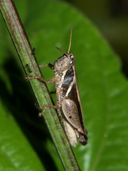 Phaeocatantops solitarius