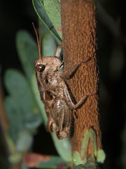 Acrophymus cuspidatus